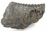 Fossil Mammoth Molar - South Carolina #226639-1